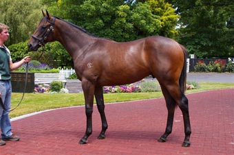 Cambridge Stud 26 Premier Yearlings 021
